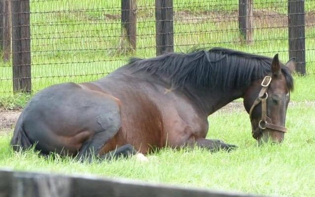 【海外競馬】エリザベス女王所有のディープインパクト産駒がイギリスで連勝