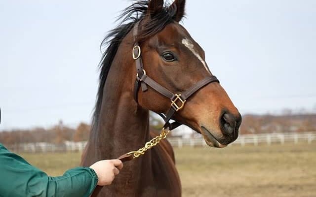 ラヴズオンリーユーが初仔を受胎！父はエピファネイア、来春に6冠ベビー誕生へ