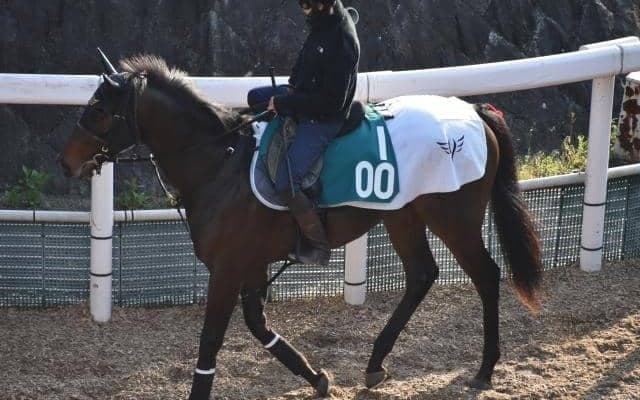 スピニングワイルドキャットの2020など、先週の入厩情報/栗東トレセンニュース