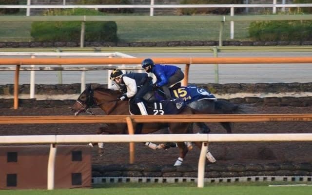 マカオンドール、天皇賞春1週前追い切り速報/栗東トレセンニュース