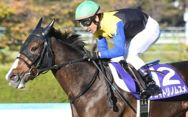 アカイトリノムスメが骨折　休養期間は未定