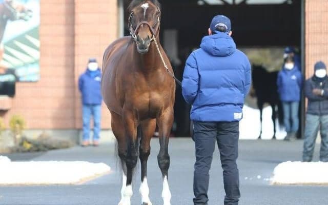 【海外競馬】モーリスの種付け料は8万2500豪ドル、日本円で約770万円に　豪スタッドが発表