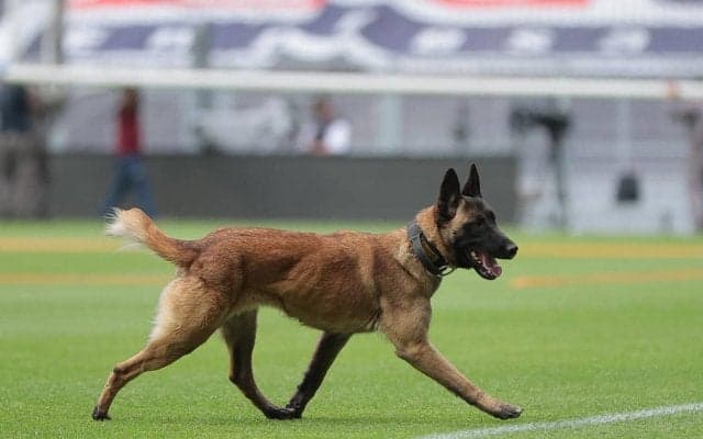 噛みついたボールを離さず…試合を止めてしまった警察犬にブーイングの嵐