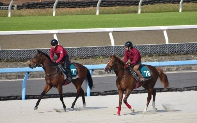 シリンガバルガリスなど、先週のゲート試験/栗東トレセンニュース