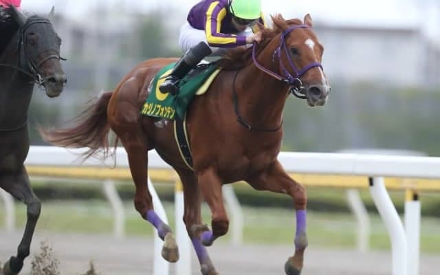 【かしわ記念】昨年覇者カジノフォンテン、連勝中ショウナンナデシコなど　モジアナフレイバーが繰り上がり選定