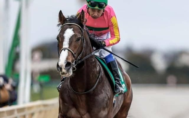 【船橋・かしわ記念出走予定馬】テイエムサウスダン、ショウナンナデシコら