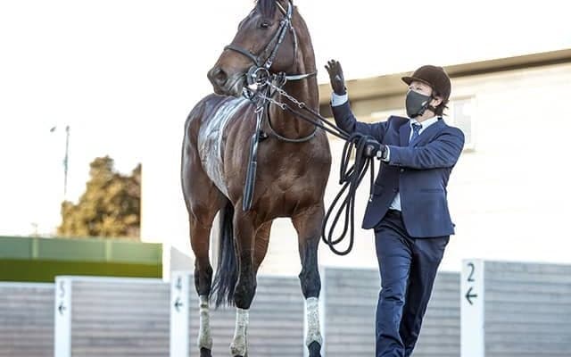 【新潟大賞典想定】中山金杯覇者レッドガラン、連勝中アルサトワ、GI・2着馬ステラリアなど16頭