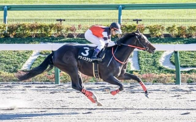 【園田・兵庫CS枠順確定】ドライスタウトは8枠12番、コンシリエーレは7枠9番