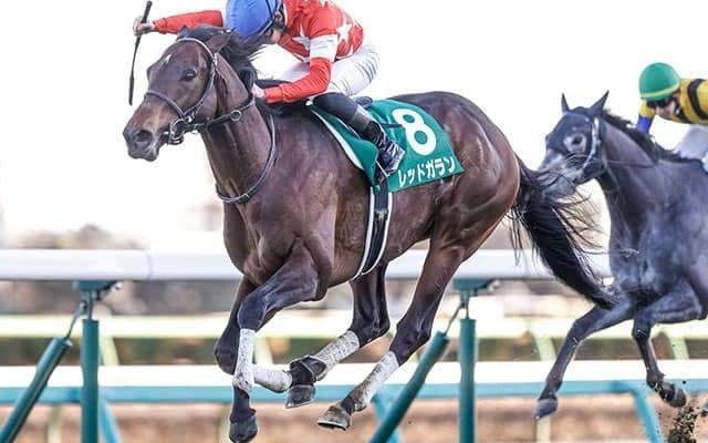 【新潟大賞典想定騎手】ステラリアは川須栄彦騎手、レッドガランは岩田康誠騎手