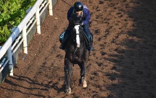 ディオファントスなど、先週の入厩情報/栗東トレセンニュース