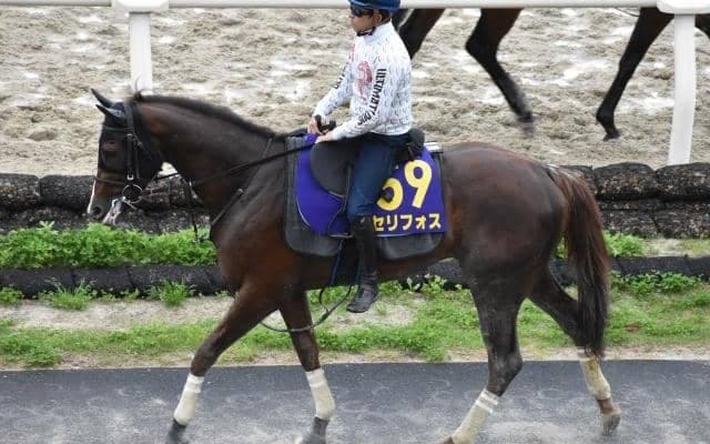【NHKマイルC予想オッズ】セリフォスが予想1番人気