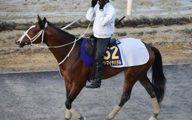 【新潟大賞典予想オッズ】アドマイヤハダルが予想1番人気