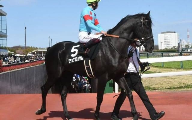 【京都新聞杯予想オッズ】ブラックブロッサムが予想1番人気