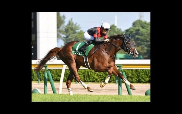 NHKマイルＣに異例のローテで挑むセリフォス。重賞２勝の大本命馬に死角はあるか