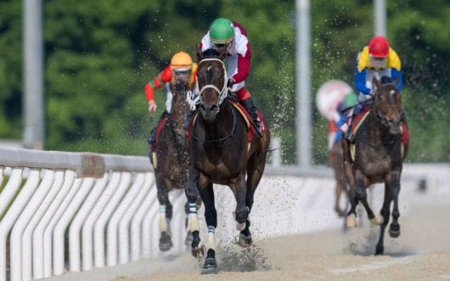 【兵庫CS】ブリッツファングが8馬身差圧勝！ドライスタウトは敗れる