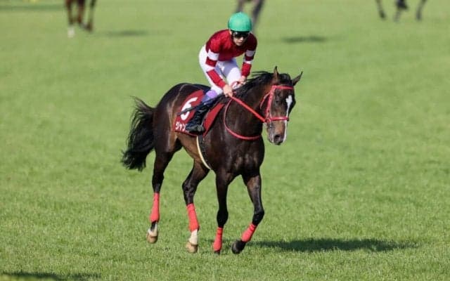 武豊騎手 今週の騎乗馬