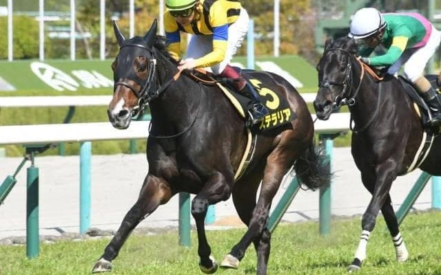 【新潟大賞典枠順確定】ステラリアは5枠9番、シュヴァリエローズは7枠12番