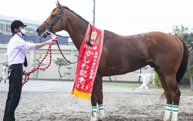 JpnI覇者ワイドファラオが大井競馬へ移籍　2020年かしわ記念など芝＆ダートで重賞3勝