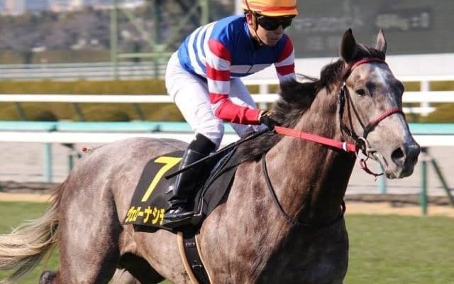 【京都新聞杯予想】ダービーへの東上最終便、鍵は瞬発力よりも持久力