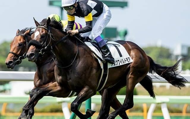 【京都新聞杯予想】素質馬揃いで混戦模様！ 楽観視できない「あの実績馬」
