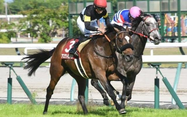 【京都新聞杯結果】アスクワイルドモアが日本レコードV！父キズナと親子制覇