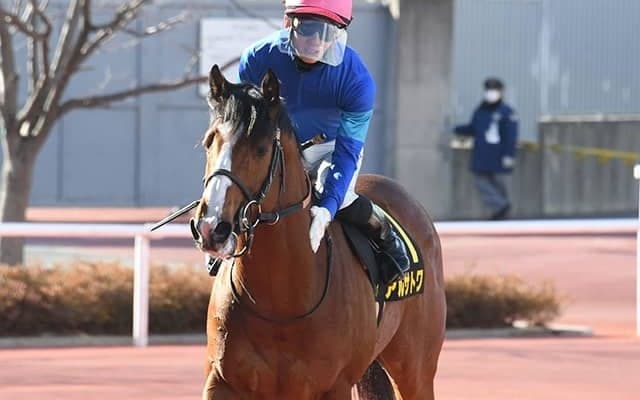 【新潟大賞典】連勝ストップのアルサトワは鼻出血を発症、6月8日まで出走停止