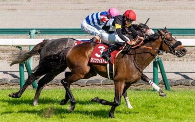 【京都新聞杯】アスクワイルドモアがレコードV