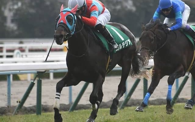 【次走】2020年きさらぎ賞覇者コルテジアが2年ぶりに復帰　鳴尾記念またはエプソムCを予定