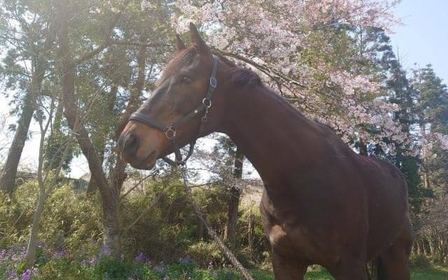 推しの馬と共に生きる私のストーリー 愛馬ダイワインパルスと歩む人生