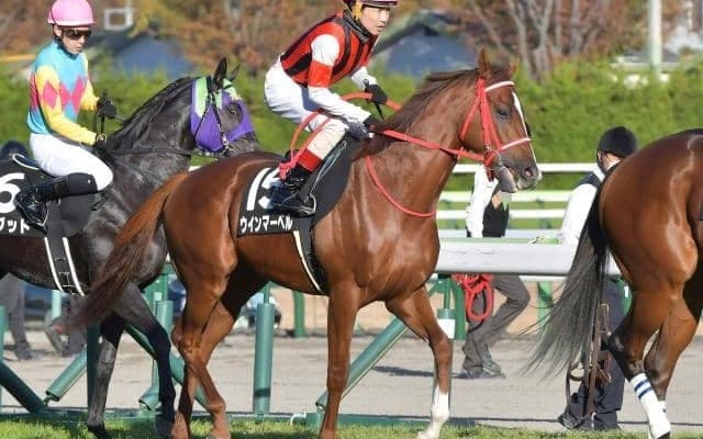 【葵S出走馬・騎手確定】ウインマーベル＆松山弘平騎手、コラリン＆池添謙一騎手など18頭