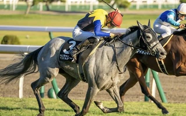 【次走】マリアエレーナは引き続き坂井瑠星騎手とのコンビでマーメイドSへ