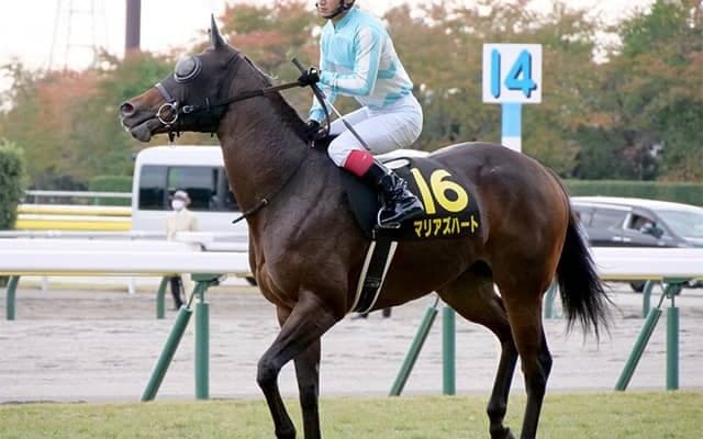 【次走】韋駄天Sを勝利したマリアズハートはアイビスSDへ