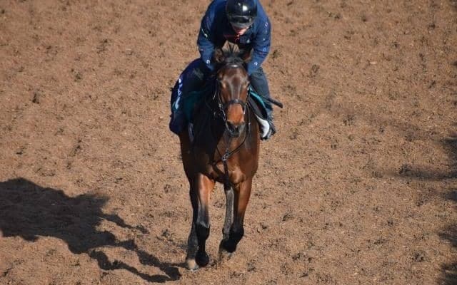 1億6000万円で落札されたロードカナロア産駒、リアリーホットがデビュー/関西馬メイクデビュー情報