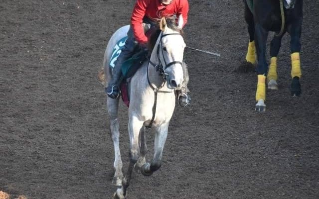 カウピリなど、先週のゲート試験/栗東トレセンニュース