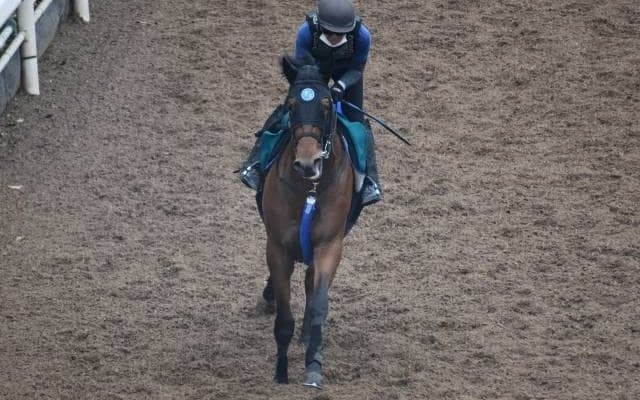 【JRA新馬戦】サトノダイヤモンド産駒ダイヤモンドハンズなどがデビュー