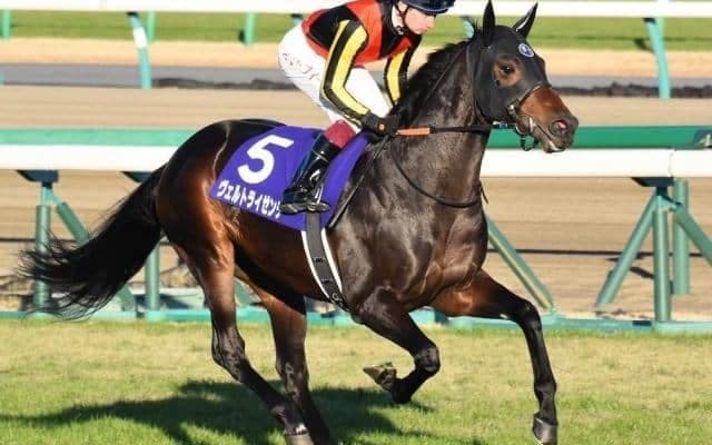 【鳴尾記念枠順確定】カイザーバローズは7枠8番、ヴェルトライゼンデは2枠2番