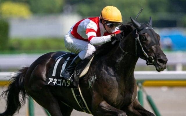 【由比ヶ浜特別】アネゴハダが3馬身差完勝