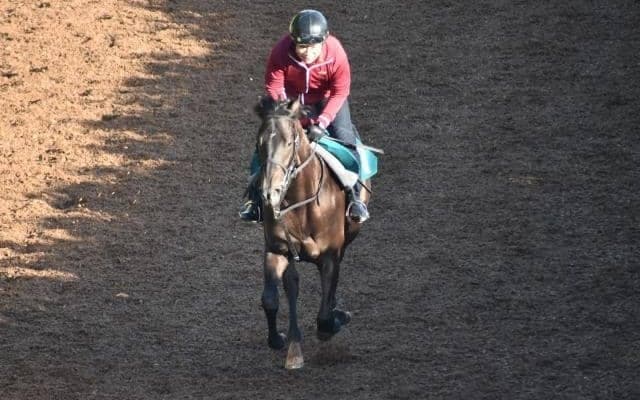 キスウマイなど、先週のゲート試験/栗東トレセンニュース