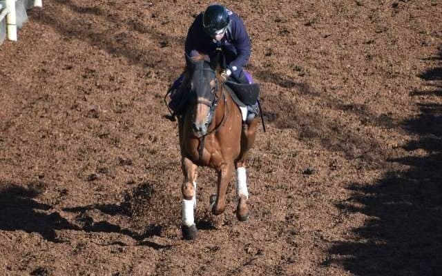 テーオーケインズなど、先週の入厩情報/栗東トレセンニュース