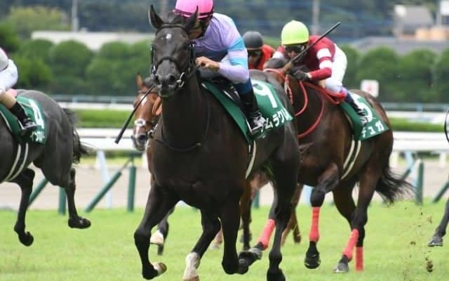 【函館スプリントS枠順確定】ナムラクレアは4枠7番、ビアンフェは7枠13番