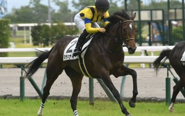 【中京5R新馬戦結果】ステイフーリッシュの妹マラキナイアが人気に応える