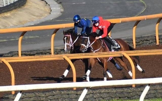 姉はデビュー戦レコード勝ち、兄は4億円馬 注目の血統馬ピヌスアモリス/関西馬メイクデビュー情報