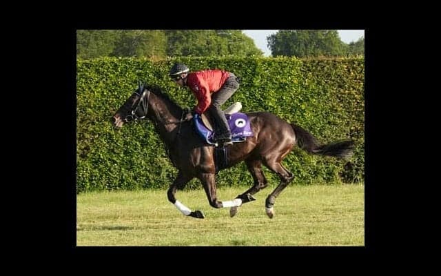 シャフリヤールはエリザベス女王の前で偉業達成なるか。馬券が買えるプリンスオブウェールズＳの狙い目は？