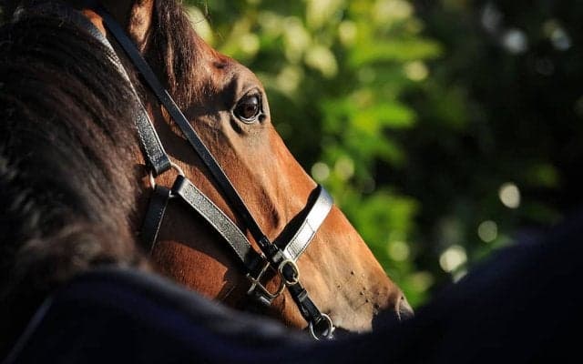 【マーメイドS／危険な人気馬】人気一角の実績馬は“消し”評価　「今回の臨戦過程には一抹の不安」