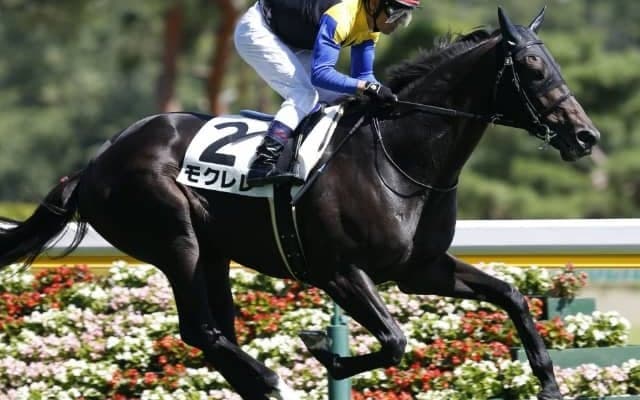 【先週のJRA抹消馬】アパパネの初仔モクレレ、リヤドダートスプリント覇者コパノキッキングなど