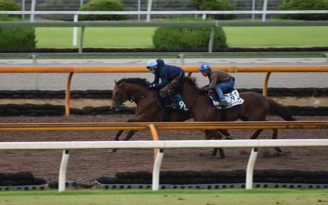 祖母はスプリント重賞5勝、スピード色溢れる血統を持つカルロヴェローチェ/関西馬メイクデビュー情報