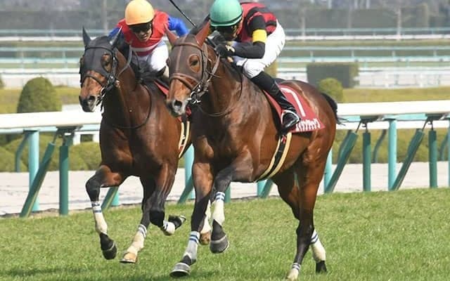 【東京ジャンプS想定騎手】エイシンクリックは西谷誠騎手、ケイティクレバーは五十嵐雄祐騎手
