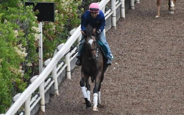 ワンダーミズキなど、先週のゲート試験/栗東トレセンニュース