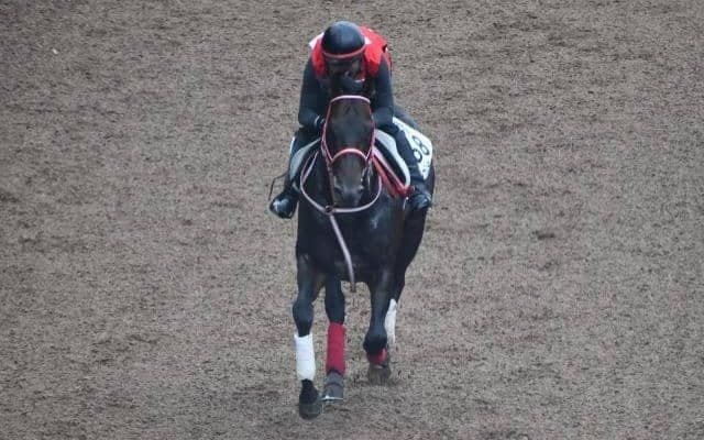 ユニコーンライオンなど、先週の入厩情報/栗東トレセンニュース