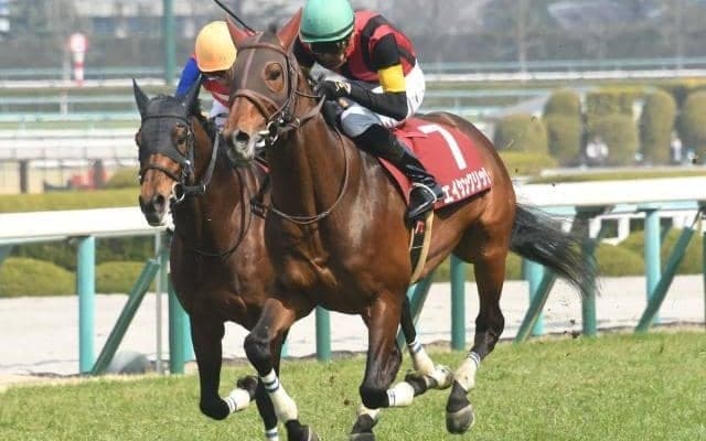 【東京ジャンプS予想オッズ】エイシンクリックが予想1番人気